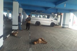 Distan batal eliminasi anjing liar karena keterbatasan dana