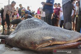 Hiu Paus Mati Terdampar