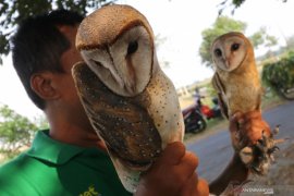 Bantuan burung hantu pembasmi tikus