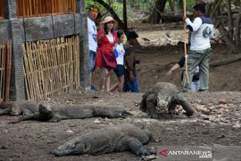 Komodo dan nasib  penghuni Pulau Komodo