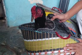 Tempat sabung ayam digerebek polisi, tiga orang diamankan