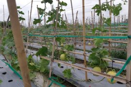 Herbalife berikan tips cegah serangan jantung