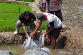 Inovasi-kreativitas optimalkan pemanfaatan lahan pertanian di Kota Magelang