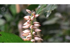 Kenali Flora Hutan Melalui Jungle Tracking Semeru