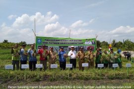 Gapoktan Sumber Jadi Bangka Tengah panen perdana 9,79 ton bawang merah