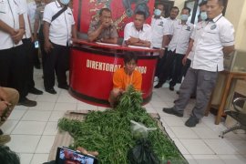 Tanam ganja di belakang rumah, warga Lingkar Barat ini jadi tahanan polisi