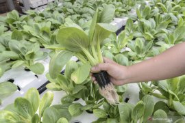 Indef menilai "urban farming" akan berperan penting pascapandemi COVID