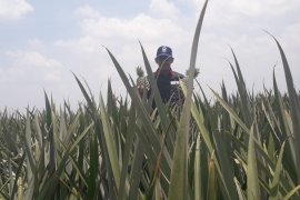 Produksi kebun nanas Lampung ini capai 2.000-3.500 ton per hari