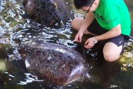 "Turtle Guard" Unud lakukan tes DNA belasan penyu