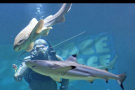 Pertunjukan Live Feeding Shark