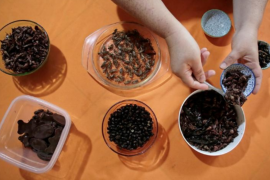 Semut dan jangkrik jadi camilan sehat serupa rasa keripik kentang