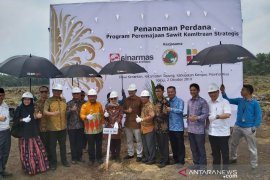 Tingkatkan produktivitas sawit, Sinar Mas Agribusiness and Food gelar replanting kebun kelapa sawit petani plasma