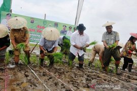 Memanfaatkan lahan Danau Semayang dengan tanam padi