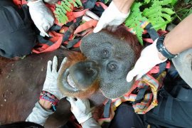 BKSDA evakuasi orangutan dari kebun warga di  Aceh Selatan