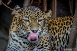 Bazoga terima bantuan 1.000 potong ayam beku dari Ketua MPR