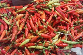 Kembangkan Ekowisata Cabai Hiyung, Pemkab Tapin Bantu 7 Kolam Ikan Gabus