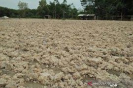 Harga ampas singkong  di  Mesuji  naik