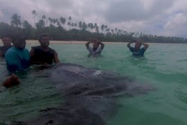 Masyarakat Kei selamatkan penyu belimbing terjerat