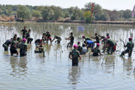 Peringati HUT TNI, pasukan Marinir tanam bakau