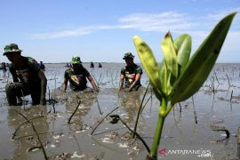 Penanaman Mangrove HUT TNI Page 2 Small