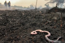 Kebakaran lahan merambat hingga hanguskan kebun nanas warga
