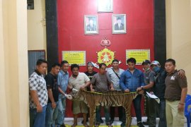Polisi ungkap jaringan pemburu dan penjual bagian tubuh Harimau Sumatera di Bengkulu