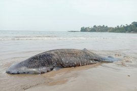 Pascahiu paus terdampar di Pesisir Selatan, BPSPL Padang ambil sampel