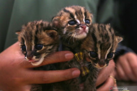 Bunuh kucing di mesin cuci,  pria Malaysia dihukum 34 bulan