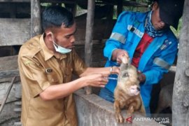 Di Tapanuli Utara Sumut puluhan ternak babi mati mendadak