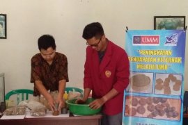 Permen buatan Dosen UMM ini bisa tingkatkan kualitas susu sapi perah