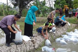 Disperpa Kota Magelang tebar bibit nila di demplot mina padi