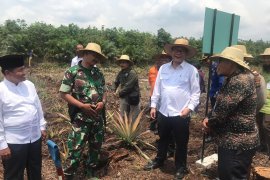 BRG sulap ladang api di Rupat jadi sumber ekonomi
