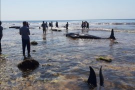17 ekor paus terdampar di Pantai Sabu Raijua