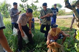 Seekor bekantan dilepasliarkan kembali ke TNGP