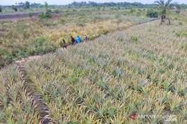 KLHK targetkan restorasi gambut 2 juta ha 2030 sukses 90 persen