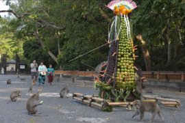 Upacara Tumpek Kandang di Alas Kedaton