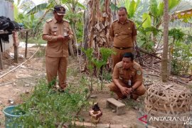 Di Jambi bunga bangkai langka kembali tumbuh