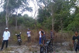 Dishut Babel siapkan 10.000 bibit jambu monyet