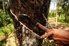 Harga getah karet di OKU turun Rp7.000/kg