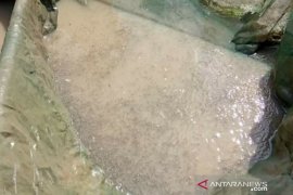 Ribuan benih ikan mati terkena limbah tambang ilegal