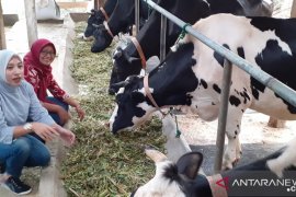 Peternak sapi perah Tulungagung sukses adopsi teknologi modern