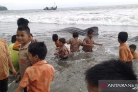Seekor hiu tutul terdampar di Pesisir Selatan Sumbar