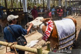 Inseminasi Buatan tingkatkan populasi sapi di Purwakarta