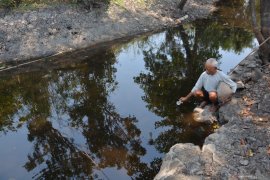 Sungai di Jombang diduga tercemar limbah industri, ikan dan tanaman jagung mati