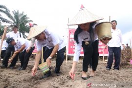 Bupati Karolin ajak petani tanam jagung di areal sawit