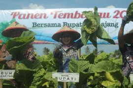 Pemkab Lumajang fasilitasi petani tembakau jaga kualitas dan pemasaran