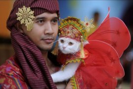 Kontes busana kucing