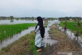 240 hektare sawah di Tapanuli Selatan terendam banjir, 6,5 hektare puso