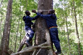 Usaid Lestari bersama warga Asmat pantau hutan mangrove