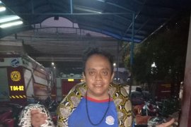 Ular sanca meresahkan warga terjebak di saluran air